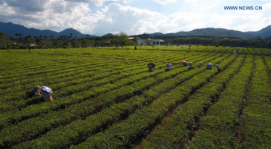 CHINA-HAINAN-BAISHA-ORGANIC TEA GARDEN (CN)