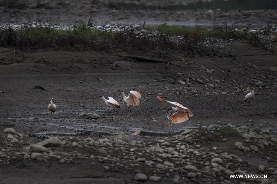CHINA-SHAANXI-CRESTED IBIS (CN)
