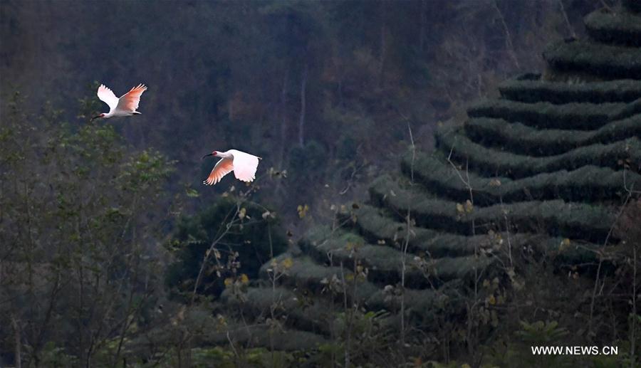 CHINA-SHAANXI-CRESTED IBIS (CN)
