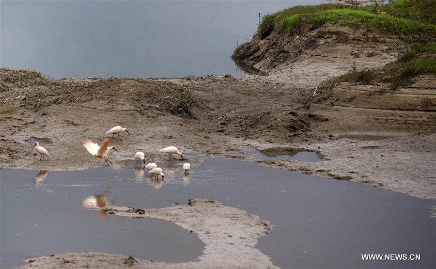 CHINA-SHAANXI-CRESTED IBIS (CN)
