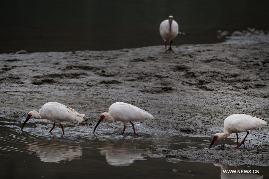 CHINA-SHAANXI-CRESTED IBIS (CN)