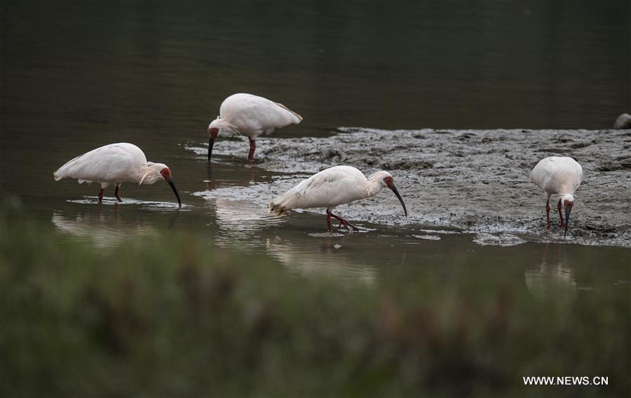 CHINA-SHAANXI-CRESTED IBIS (CN)