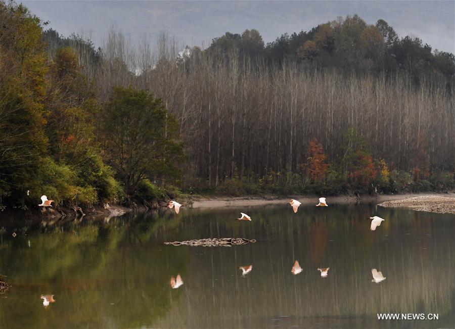 CHINA-SHAANXI-CRESTED IBIS (CN)