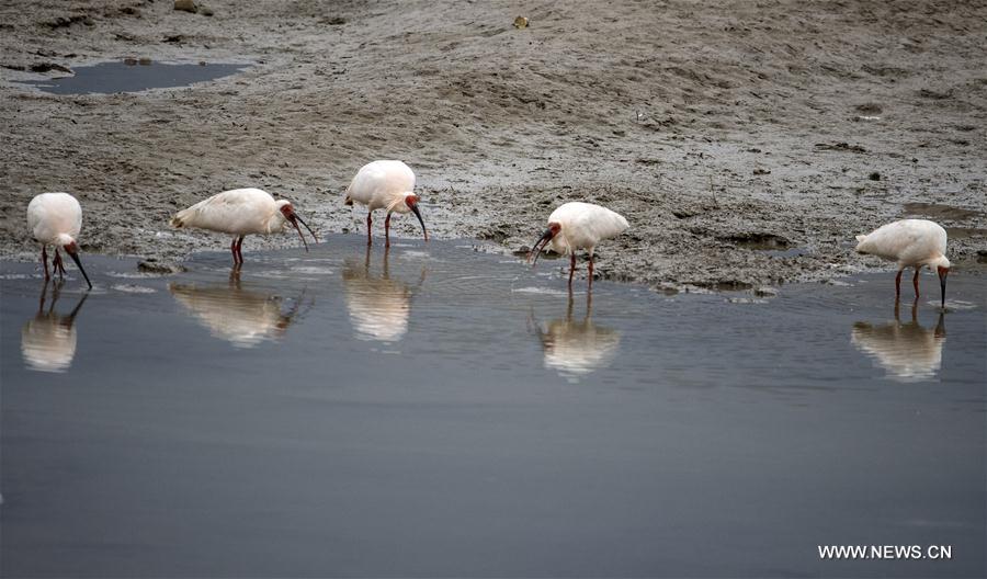CHINA-SHAANXI-CRESTED IBIS (CN)