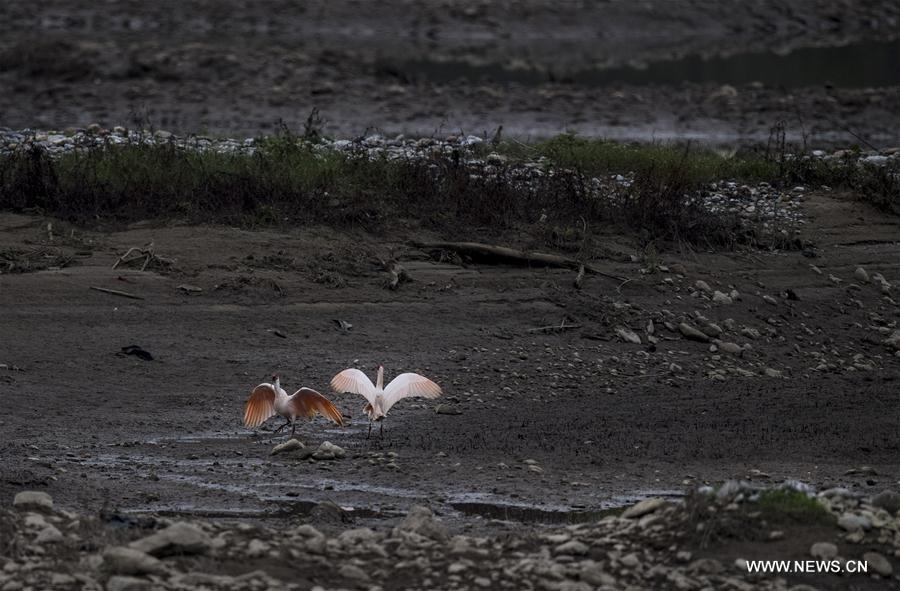 CHINA-SHAANXI-CRESTED IBIS (CN)