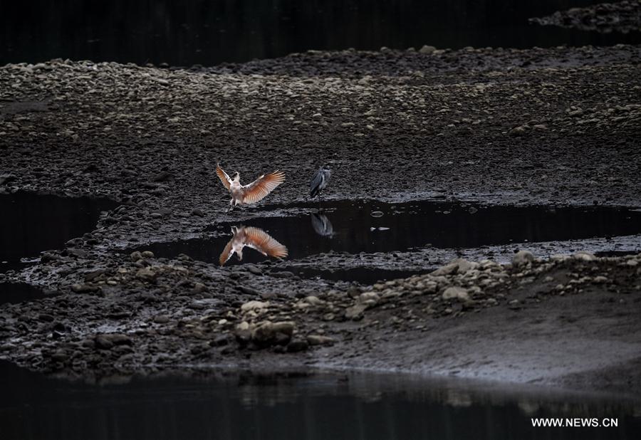 CHINA-SHAANXI-CRESTED IBIS (CN)