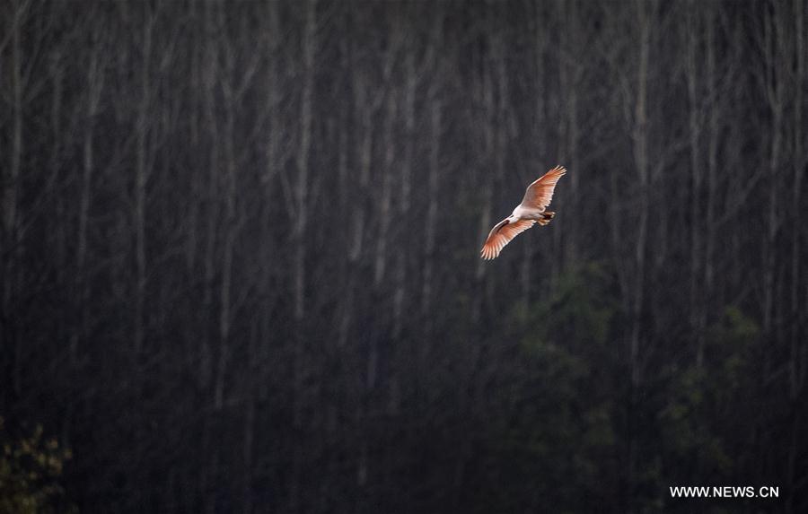 CHINA-SHAANXI-CRESTED IBIS (CN)
