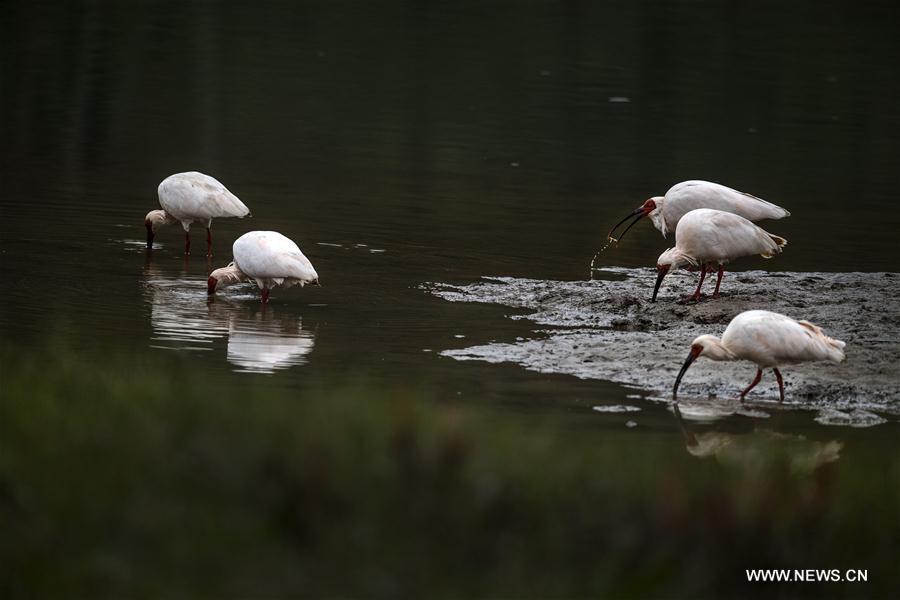CHINA-SHAANXI-CRESTED IBIS (CN)