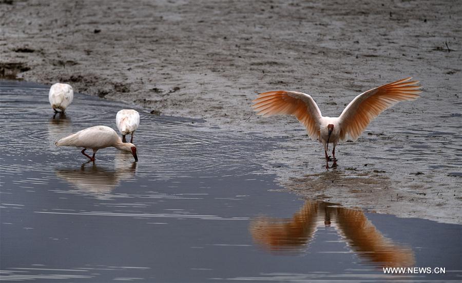 CHINA-SHAANXI-CRESTED IBIS (CN)