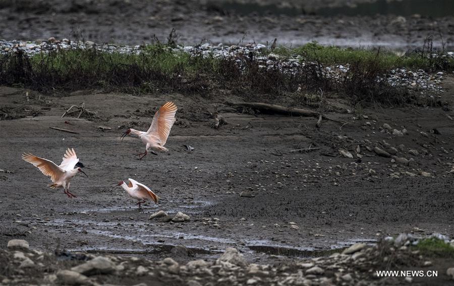 CHINA-SHAANXI-CRESTED IBIS (CN)