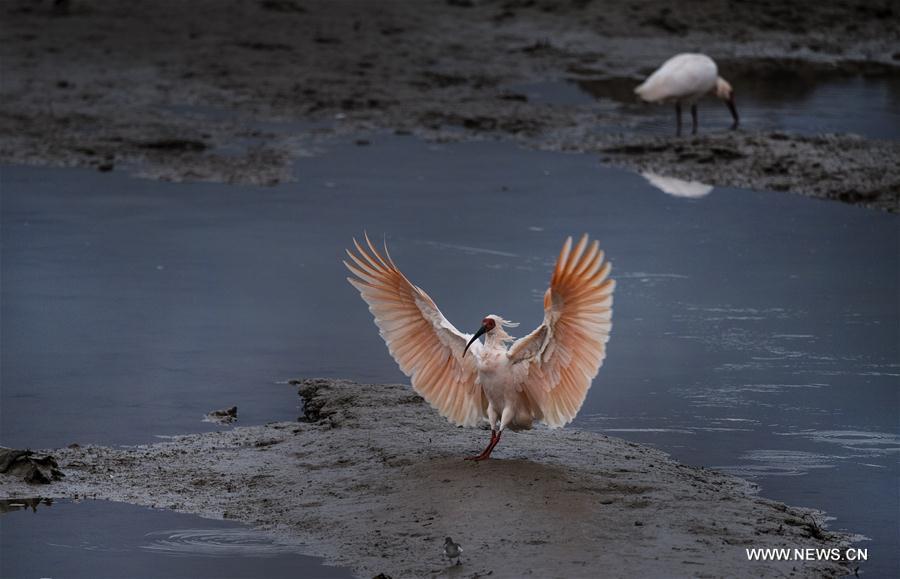 CHINA-SHAANXI-CRESTED IBIS (CN)