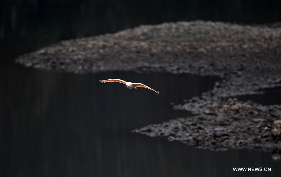 CHINA-SHAANXI-CRESTED IBIS (CN)