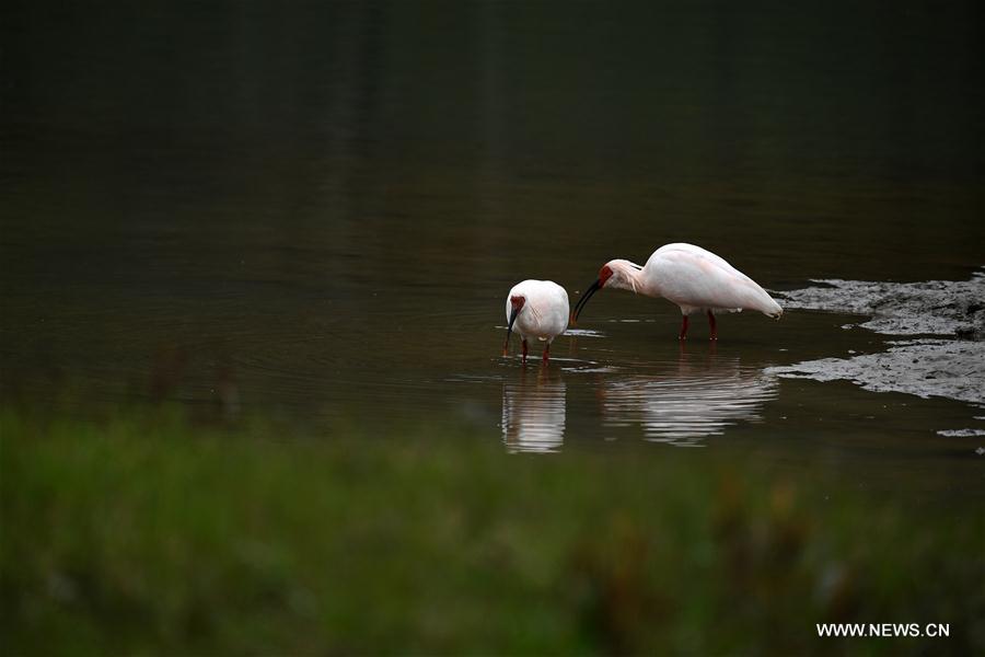 CHINA-SHAANXI-CRESTED IBIS (CN)