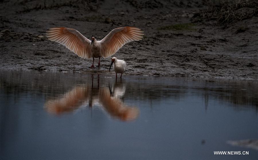 CHINA-SHAANXI-CRESTED IBIS (CN)