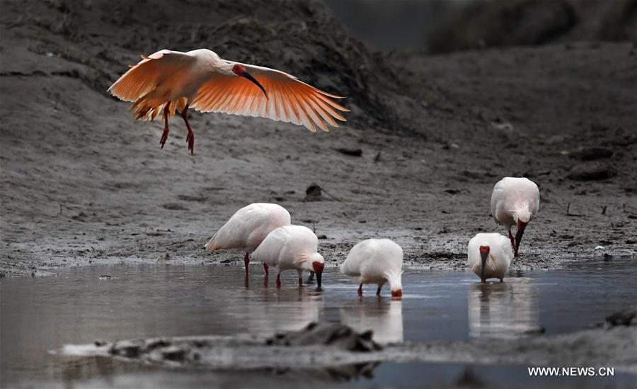 CHINA-SHAANXI-CRESTED IBIS (CN)