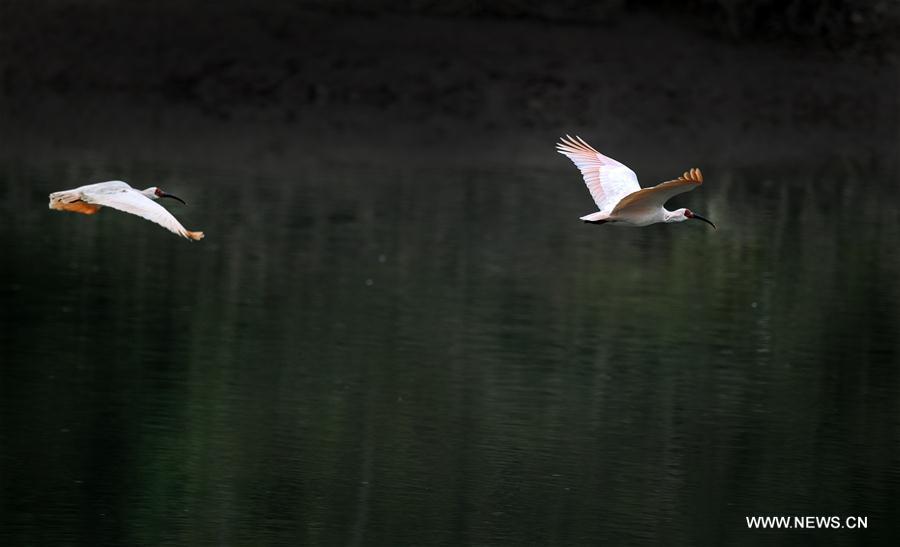 CHINA-SHAANXI-CRESTED IBIS (CN)