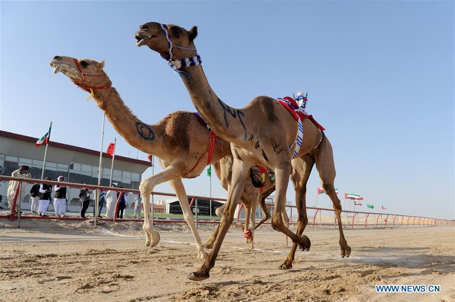 (SP)KUWAIT-AL AHMADI GOVERNORATE-GCC SIXTH CAMEL RACING TOURNAMENT
