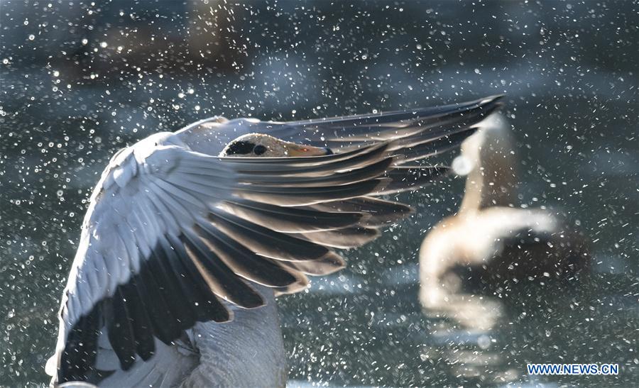 CHINA-TIBET-LHASA-BIRDS (CN)