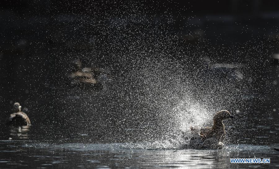 CHINA-TIBET-LHASA-BIRDS (CN)