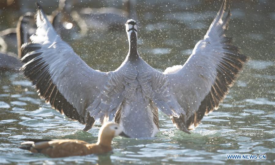 CHINA-TIBET-LHASA-BIRDS (CN)