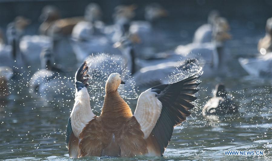 CHINA-TIBET-LHASA-BIRDS (CN)
