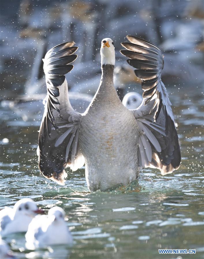 CHINA-TIBET-LHASA-BIRDS (CN)