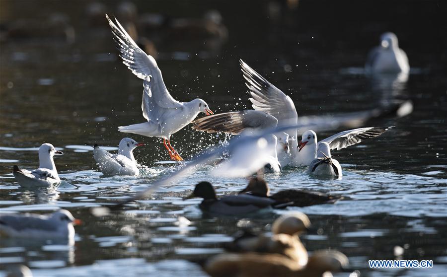 CHINA-TIBET-LHASA-BIRDS (CN)
