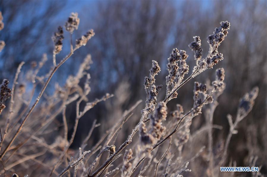 CHINA-INNER MONGOLIA-ARXAN-FOREST-RIME-SCENERY (CN)
