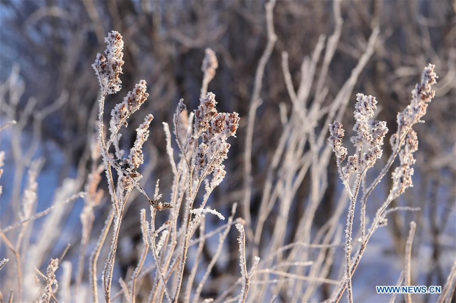 CHINA-INNER MONGOLIA-ARXAN-FOREST-RIME-SCENERY (CN)