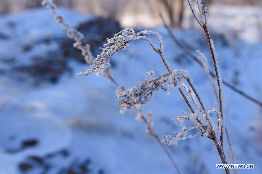 CHINA-INNER MONGOLIA-ARXAN-FOREST-RIME-SCENERY (CN)