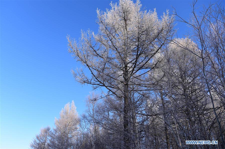 CHINA-INNER MONGOLIA-ARXAN-FOREST-RIME-SCENERY (CN)