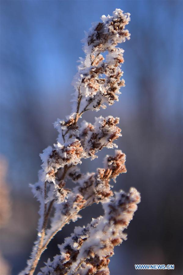 CHINA-INNER MONGOLIA-ARXAN-FOREST-RIME-SCENERY (CN)