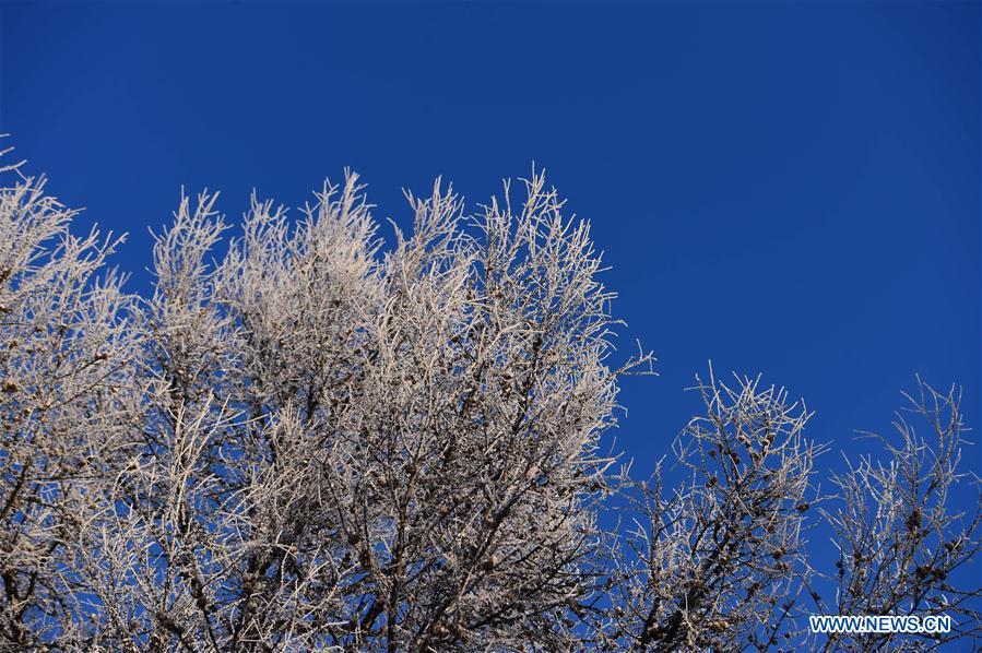 CHINA-INNER MONGOLIA-ARXAN-FOREST-RIME-SCENERY (CN)