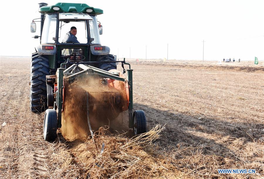 CHINA-INNER MONGOLIA-LICORICE HARVEST (CN)