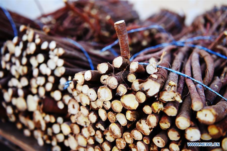CHINA-INNER MONGOLIA-LICORICE HARVEST (CN)