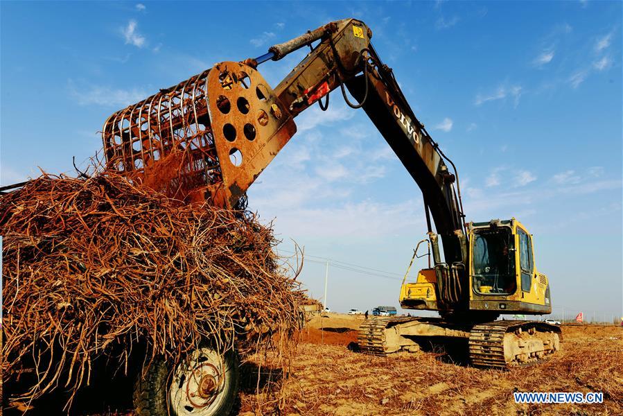 CHINA-INNER MONGOLIA-LICORICE HARVEST (CN)
