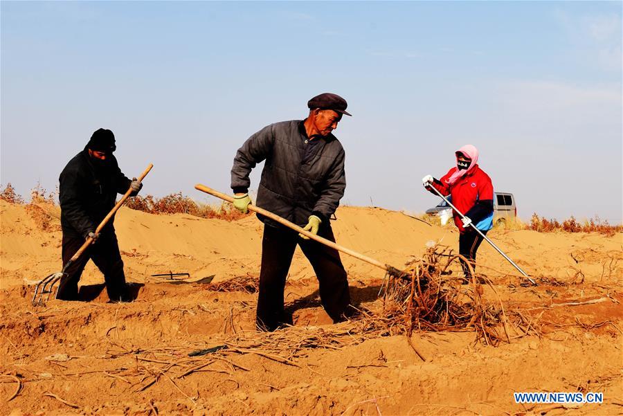 CHINA-INNER MONGOLIA-LICORICE HARVEST (CN)