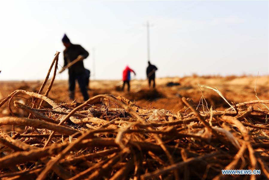 CHINA-INNER MONGOLIA-LICORICE HARVEST (CN)