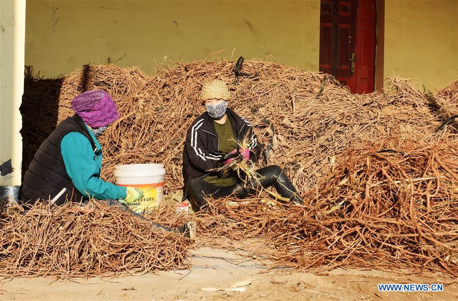 CHINA-INNER MONGOLIA-LICORICE HARVEST (CN)