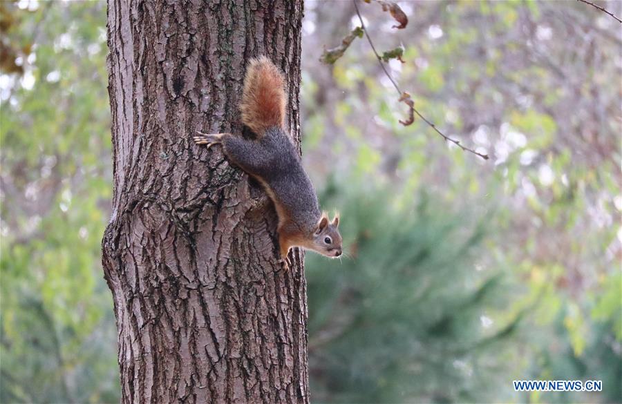 TURKEY-ISTANBUL-SQUIRREL