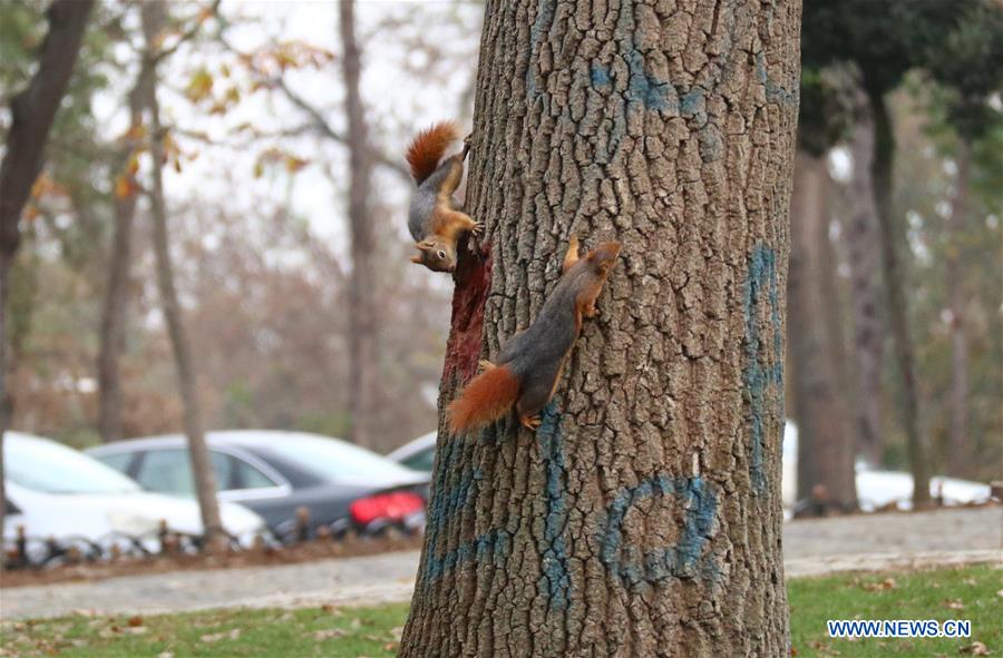 TURKEY-ISTANBUL-SQUIRREL