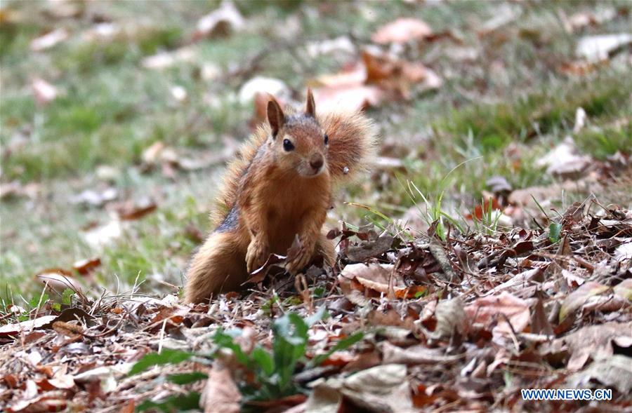 TURKEY-ISTANBUL-SQUIRREL
