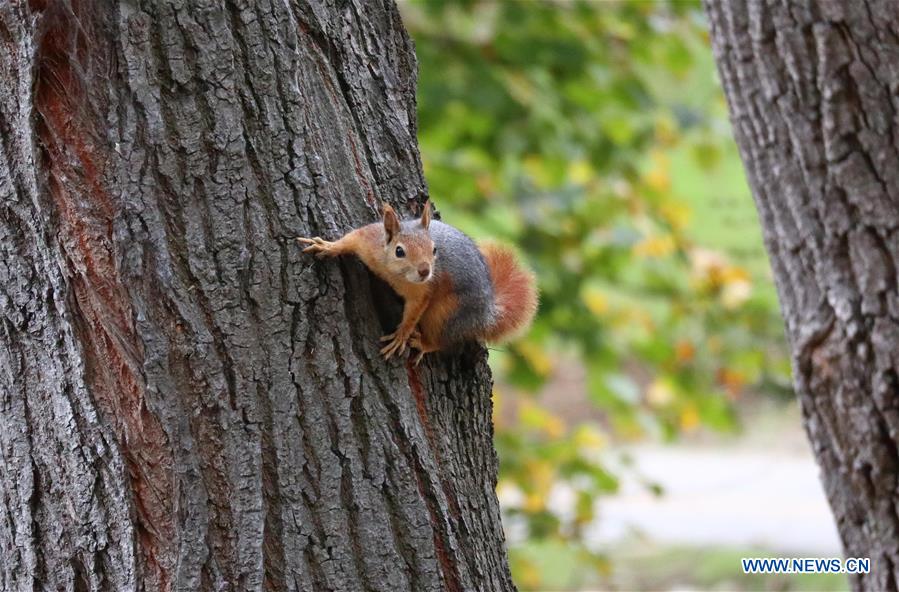 TURKEY-ISTANBUL-SQUIRREL
