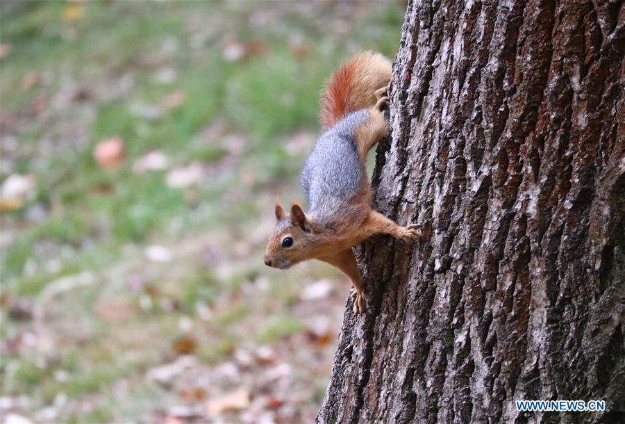 TURKEY-ISTANBUL-SQUIRREL