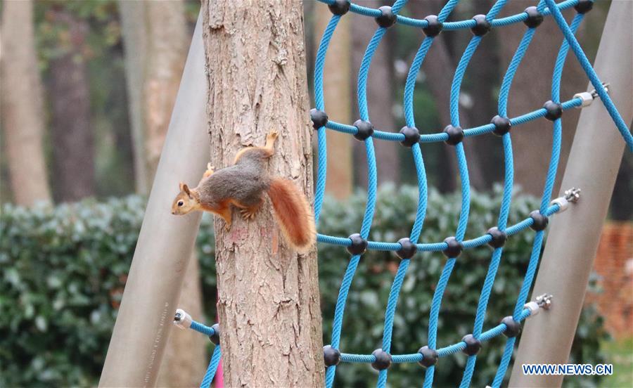 TURKEY-ISTANBUL-SQUIRREL