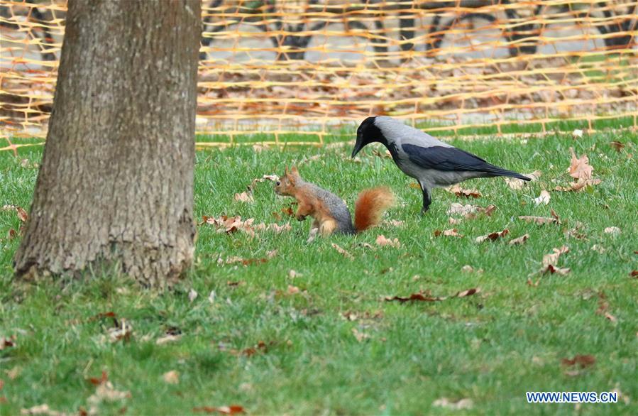 TURKEY-ISTANBUL-SQUIRREL