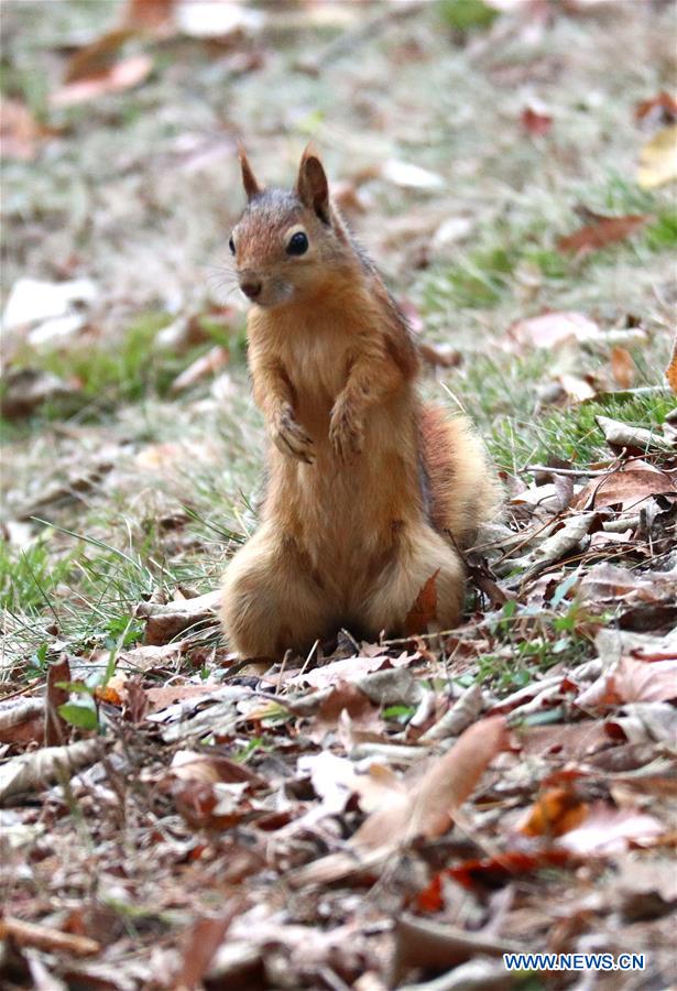 Squirrels seen at Emirgan Park in Istanbul, Turkey Xinhua English.news.cn