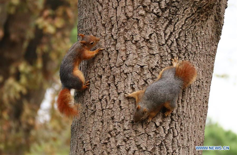 TURKEY-ISTANBUL-SQUIRREL