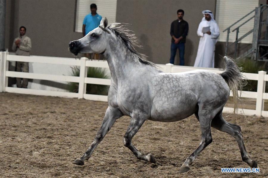 KUWAIT-MUBARAK AL-KABEER GOVERNORATE-ARABIAN HORSES-AUCTION