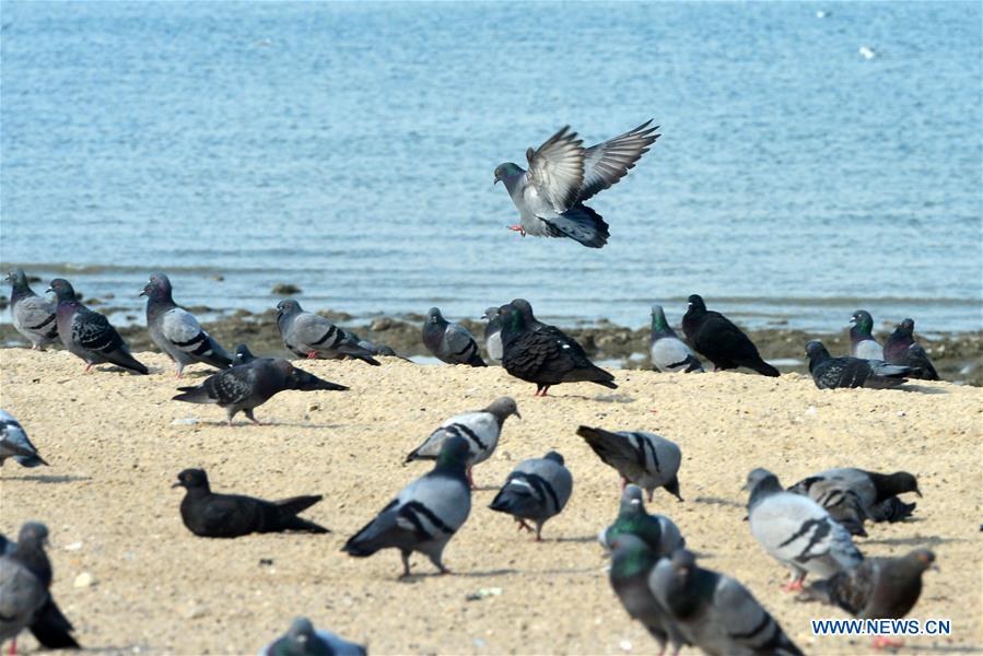 KUWAIT-KUWAIT CITY-SEA BEACH-PIGEONS
